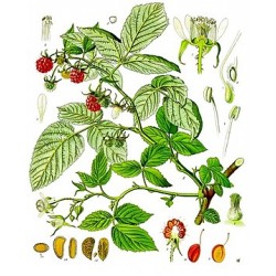 framboisier planche botanique