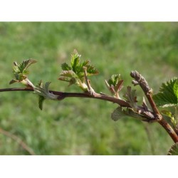 framboisier bourgeons