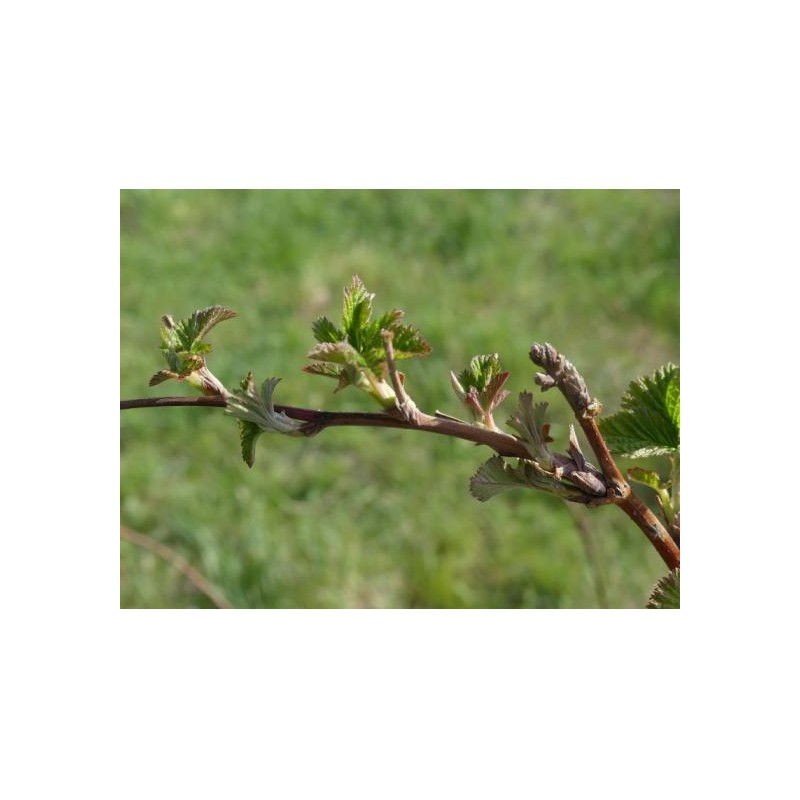 framboisier bourgeons