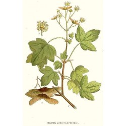 érable champêtre planche