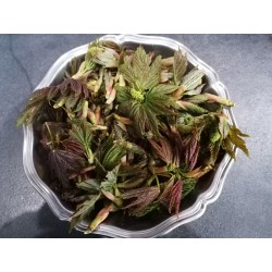 Érable Champêtre bourgeon récolte