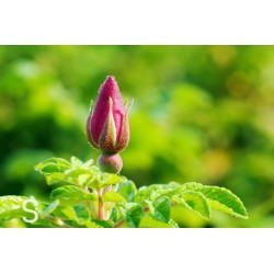 Jeune pousse églantier