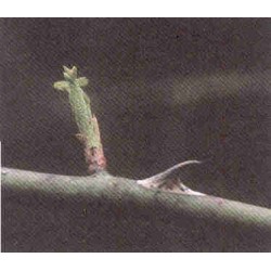 Jeune pousse d'églantier