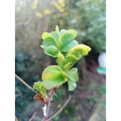 Églantier - Jeunes pousses