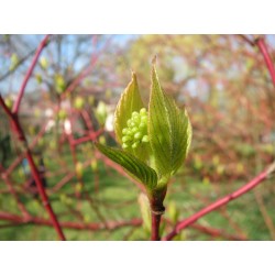 Bourgeon cornouiller sanguin