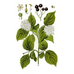 Cornouiller sanguin planche botanique