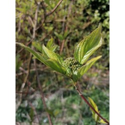 Cornouiller sanguin - Bourgeons