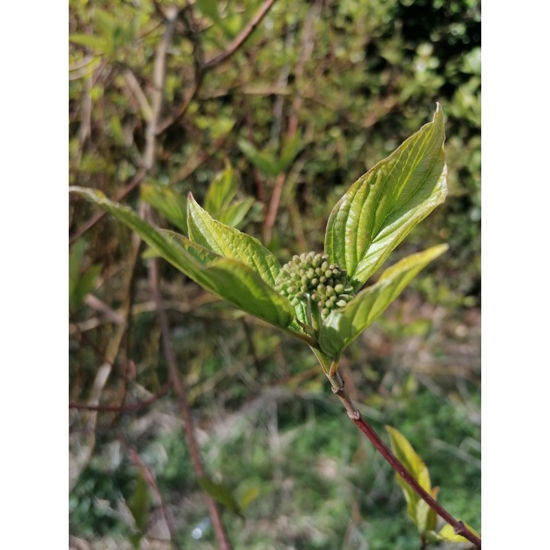 Cornouiller sanguin - Bourgeons