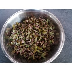 Cornouiller sanguin - Bourgeons - Récolte