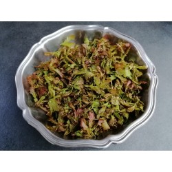 Chêne, bourgeons, récolte