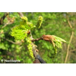 Chêne Bourgeons