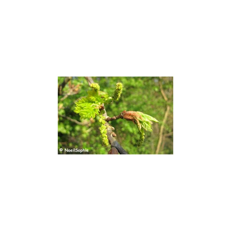 Chêne Bourgeons