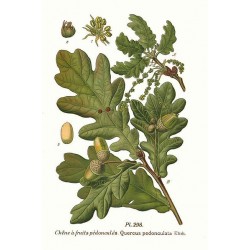 Chêne pédonculé planche