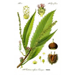 Châtaignier - Planche botanique