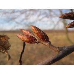 Bourgeons de charme