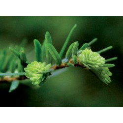 Bourgeons de cèdre du Liban