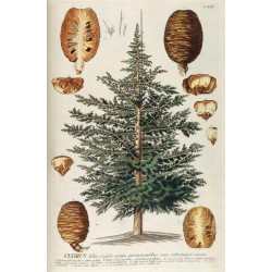 Cèdre du Liban planche