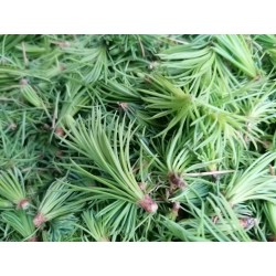 Cèdre du Liban - Bourgeons