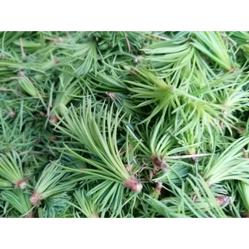 Cèdre du Liban - Bourgeons