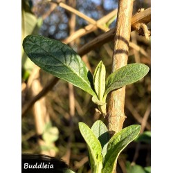 Bourgeon de buddleia de david