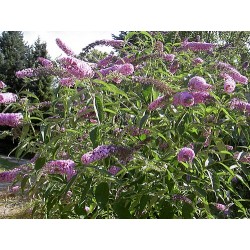 buddleia de david en fleur