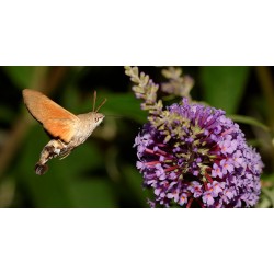 buddleia de david et moro-sphynx