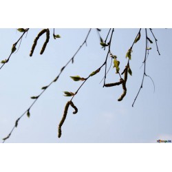 Bouleau bourgeons