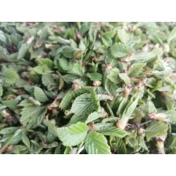 Bouleau - Bourgeons