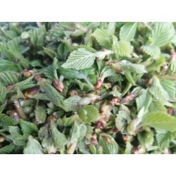 Bouleau - Bourgeons