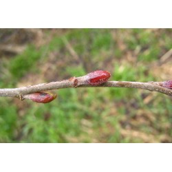 Bourgeon d'aulne glutineux