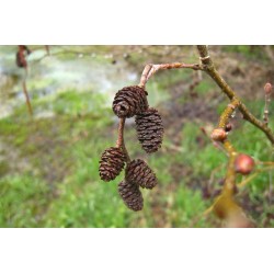 Bourgeon et fruits de l'aulne glutineux