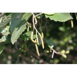 Aulne glutineux - Bourgeons