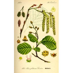 Aulne glutineux, planche botanique