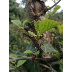 Aulne Blanc Bourgeon