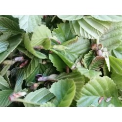 Aulne Blanc Bourgeons récolte