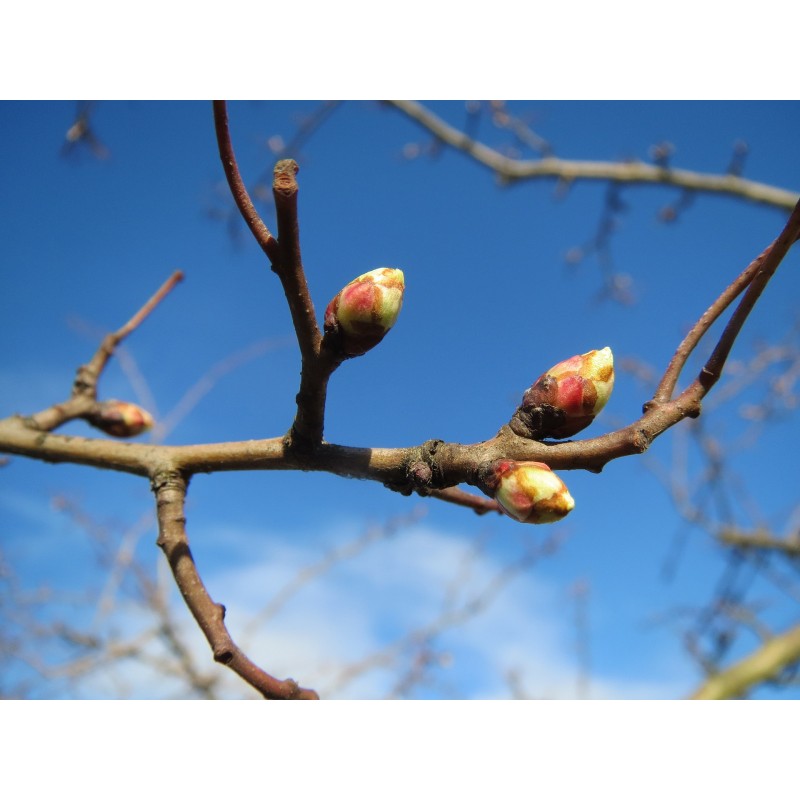 Bougeons d'aubépine