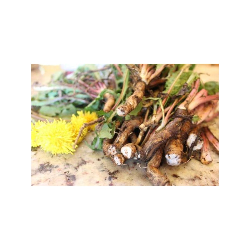 Racines de pissenlit