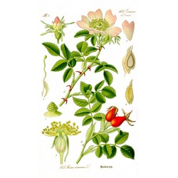 églantier (Rosa canina) planche
