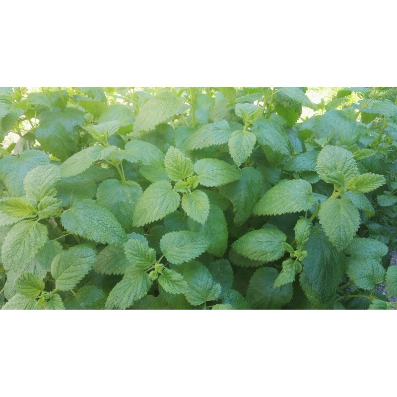 Mélisse dans les jardins