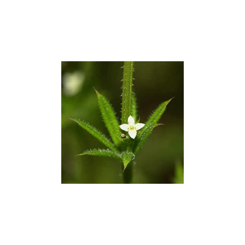 Gaillet gratteron, fleur