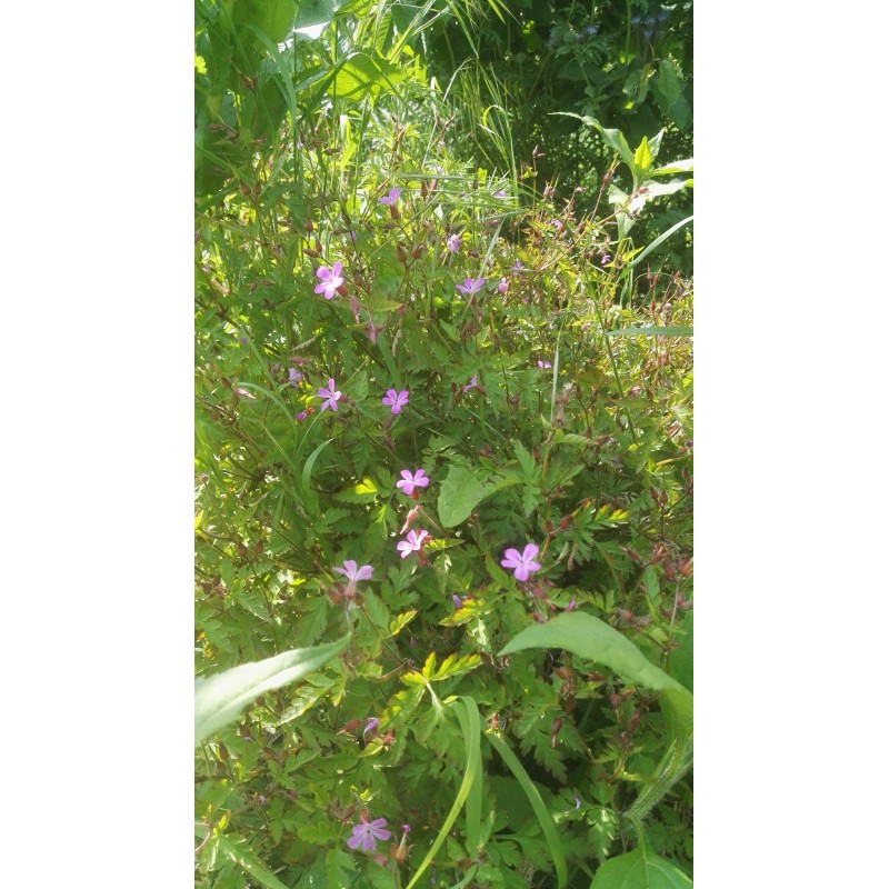 Géranium herbe à robert