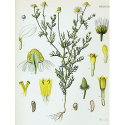 Planche botanique Matricaire