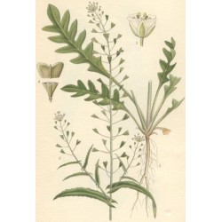 Bourse à pasteur, planche botanique