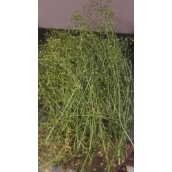 Bourse à pasteur récolte