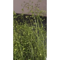 Bourse à pasteur récolte GP