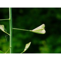 Fleur Bourse à pasteur