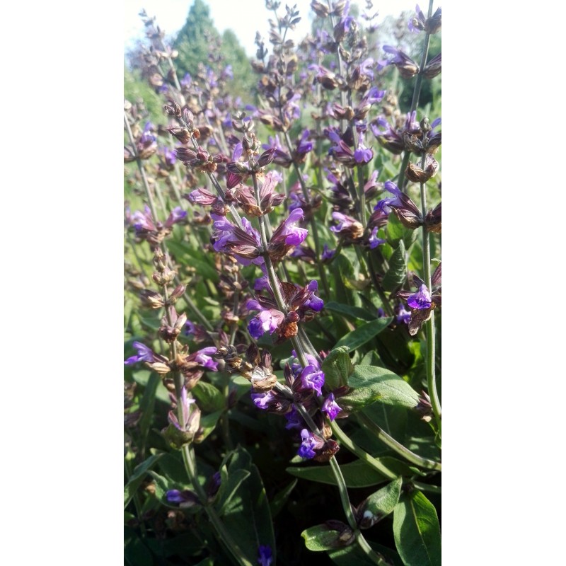 Sauge officinale en fleur au jardin