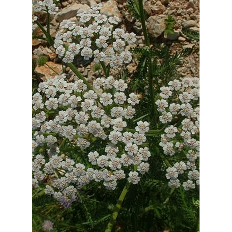 Achillée millefeuille