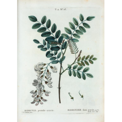 Planche botanique acacia