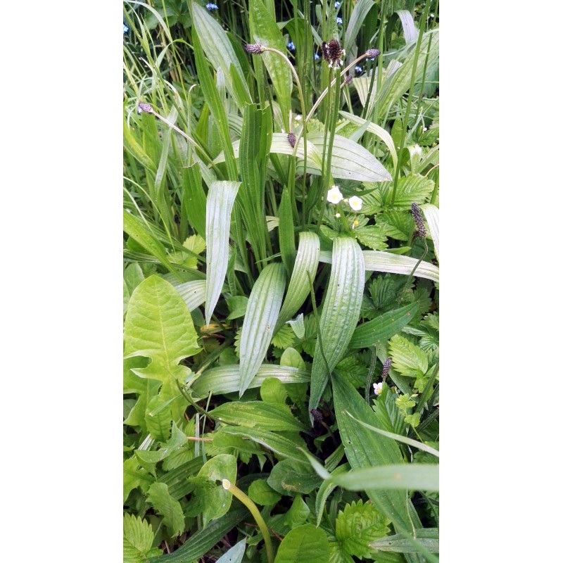 Plantain lancéolé, jardin